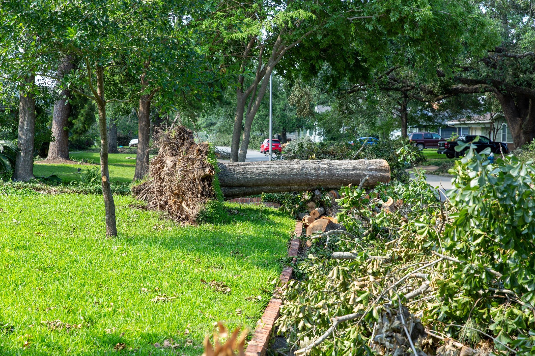 storm damage cleanup fallen trees property